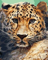 319 грн  Живопись по номерам AS0739 Набор для рисования по номерам Взгляд леопарда