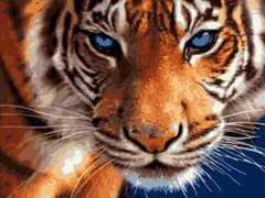 223 грн  Живопись по номерам BK-EX5808 Набор для рисования по номерам Голубоглазый тигр