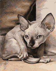 319 грн  Живопись по номерам AS1027 Набор для рисования по номерам Экзотическая кошка