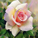 КДИ-0750 Набір алмазної вишивки Рожева троянда