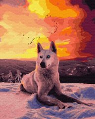 279 грн  Живопись по номерам BK-GX35782 Картина для рисования по номерам Северный волк