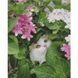 Набір для творчості алмазна картина Котик у квітах, 40х50 см FA40914