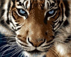 396 грн  Живопись по номерам MR-Q2082 Раскраска по номерам Взгляд тигра
