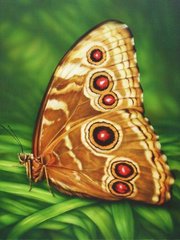 640 грн  Алмазная мозаика DMP-176 Набор алмазной живописи на подрамнике Бабочка монарх