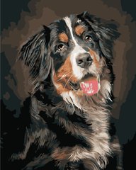 319 грн  Живопись по номерам AS0883 Набор для рисования по номерам Портрет собаки