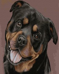 255 грн  Живопись по номерам BK-GX34533 Картина-раскраска по номерам Счастливый пёс