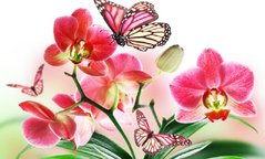680 грн  Алмазная мозаика КДИ-0504 Набор алмазной вышивки Орхидея и бабочки