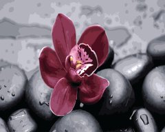 279 грн  Живопись по номерам BK-GX26622 Орхидея в камнях Набор-картина по номерам