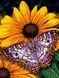 DMP-177 Набор алмазной живописи на подрамнике Бабочка на цветах