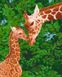 11637-AC Набор-раскраска по номерам Жирафеня с мамой, Без коробки
