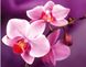 TN934 Набор алмазной мозаики на подрамнику Нежные орхидеи