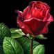 DM-333 Набір діамантової мозаїки Червона троянда