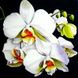 КДИ-0505 Набор алмазной вышивки Белая орхидея-3
