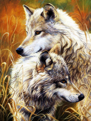 590 грн  Діамантова мозаїка КДИ-0257 Набір діамантової вишивки Пара прекрасних вовків