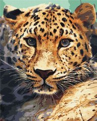 329 грн  Живопись по номерам BS51736 Картина за номерами Портрет леопарда 40 х 50 см