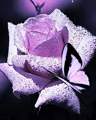 830 грн  Діамантова мозаїка КДИ-0308 Набір діамантової вишивки Прекрасна троянда