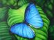 DMP-181 Набір діамантового живопису на підрамнику Синій метелик