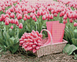 АЛМР-056 Набір діамантової мозаїки на підрамнику Рожеві тюльпани, 40*50 см