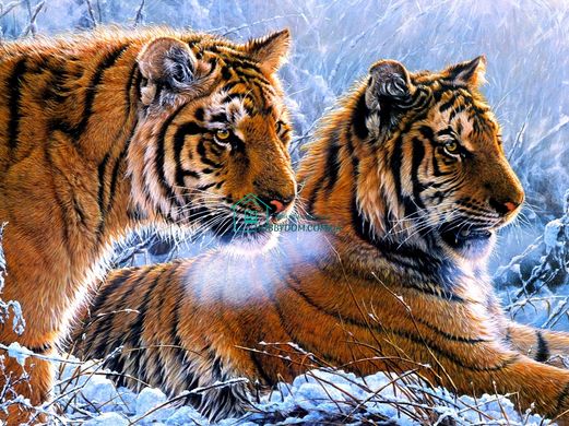 610 грн  Алмазная мозаика TN939 Набор алмазной мозаики на подрамнику Тигры в зимнем лесу