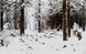КДИ-1428 Набір алмазної вишивки Зимовий ліс . Художник Shishkin Ivan