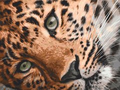 295 грн  Живопис за номерами 11635-AC Набір-розмальовка за номерами Леопард