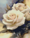 АЛМР-059 Набор алмазной мозаики на подрамнике Белые розы, 40*50 см