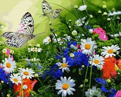 459 грн  Живопись по номерам VP1254 Картина-раскраска по номерам Цветочное поле и бабочки