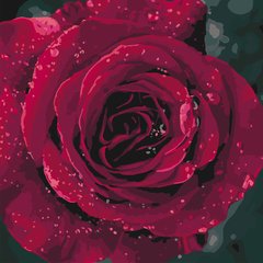 299 грн  Живопис за номерами KHO3038 Набір-розмальовка за номерами Багряна троянда