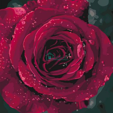 299 грн  Живопис за номерами KHO3038 Набір-розмальовка за номерами Багряна троянда