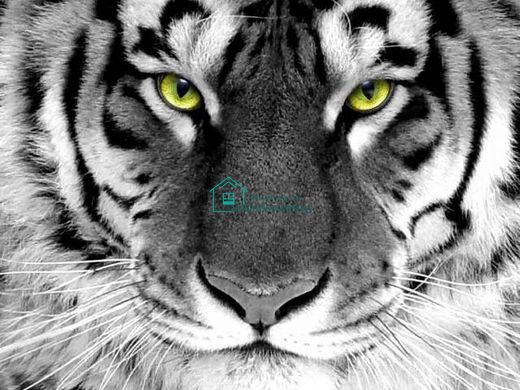520 грн  Алмазная мозаика DMP-281 Набор алмазной живописи на подрамнике Взгляд тигра