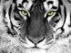 DM-281 Набір діамантового живопису Погляд тигра