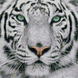 АЛМР-002 Набор алмазной мозаики на подрамнике Тигр, 40*40 см