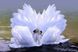 КДИ-1129 Набір алмазної вишивки Лебеді – Танець кохання