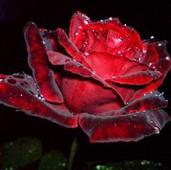480 грн  Діамантова мозаїка КДИ-0050 Набір діамантової вишивки Червона троянда в росі