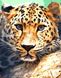 TN947 Набор алмазной мозаики на подрамнике Взгляд леопарда