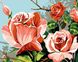 PGX30288 Розмальовка за номерами Цвітіння троянд, В картонній коробці