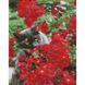 Набір для творчості алмазна картина Котик в червоних квітах, 30х40 см HX454
