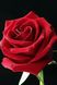 DM-312 Набор алмазной мозаики Бутон розы