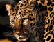 MR-Q694 Раскраска по номерам Настороженный леопард