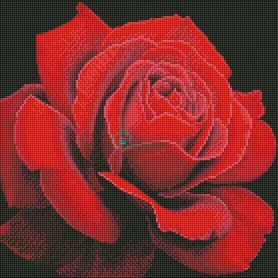 535 грн  Алмазная мозаика AMO7634 Набор алмазной мозаики на подрамнике 40х40 см Красная роза ©annasteshka