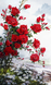 КДИ-1589 Набір алмазної вишивки “Червоні троянди-2”