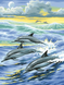 DMP-043 Набір діамантового живопису на підрамнику Сім"я дельфінів