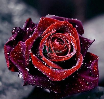 800 грн  Діамантова мозаїка DMP-123 Набір діамантового живопису на підрамнику Роса на троянді