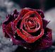 DMP-123 Набір діамантового живопису на підрамнику Роса на троянді