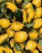 PNX1235 Картины по номерам Сочные лимоны