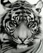 VP1194 Картина-розмальовка за номерами Величний тигр