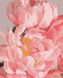 PNX1970 Картини за номерами Ніжні квіти