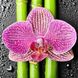 TN976 Набор алмазной мозаики на подрамнике Орхидея