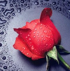 315 грн  Алмазная мозаика DM-005 Набор алмазной живописи Красная роза