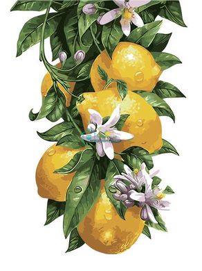 319 грн  Живопис за номерами AS0315 Розмальовка за номерами Лимонне дерево